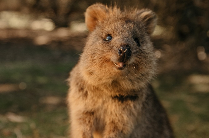 Quokka-Photo