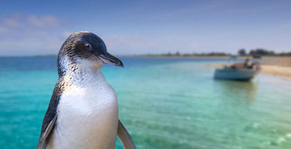 Penguin