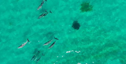 dolphins