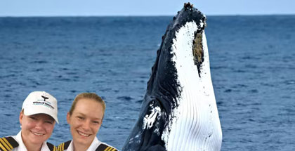 whale